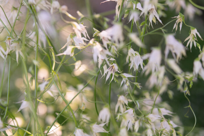 Fairybells (Melasphaerula graminea)