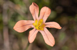 Cape plant (Moraea)