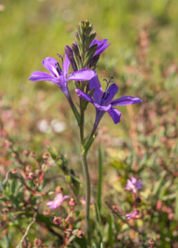 Babiana angustifolia