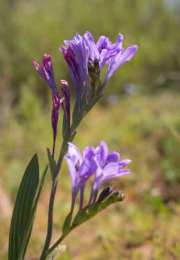 Babiana angustifolia