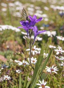 Babiana angustifolia