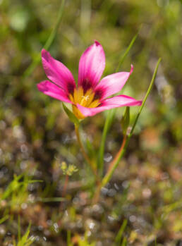 Shaggy Froetang (Romulea hirsuta)