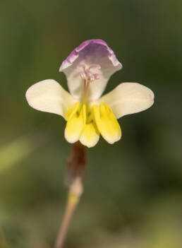 Blue-Cap (Sparaxis villosa)