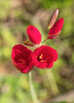 Vineyard Satin (Geissorhiza erosa)