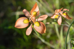 Butterfly Uintjie (Moraea papilionacea)