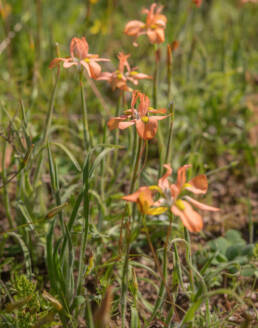 Butterfly Uintjie (Moraea papilionacea)