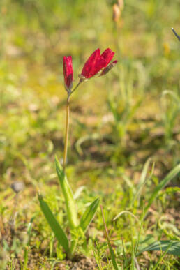 Vineyard Satin (Geissorhiza erosa)