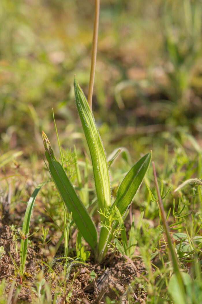 Vineyard Satin (Geissorhiza erosa)