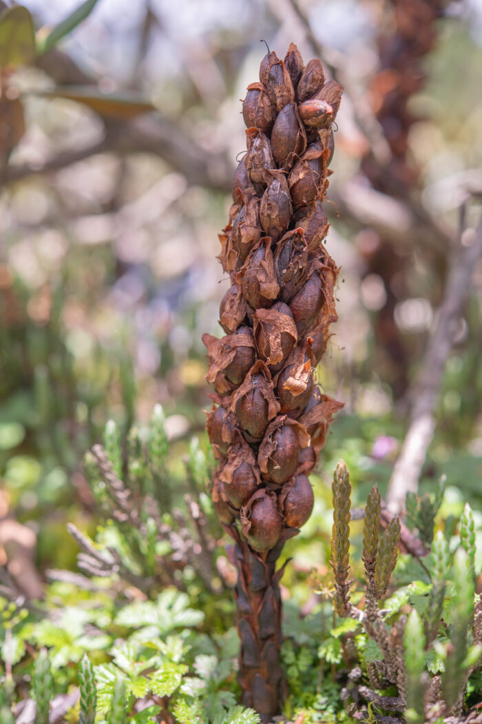 Himalayan Xylanche (Xylanche himalaica)