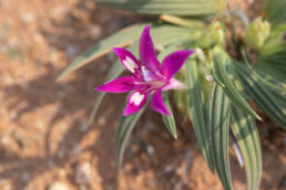 Namaqua Bentflower Bobbejaantjie (Babiana curviscapa)