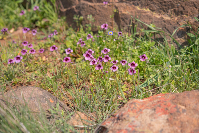 Bokkeveld Twinspur (Diascia whiteheadii)