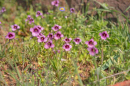 Bokkeveld Twinspur (Diascia whiteheadii)