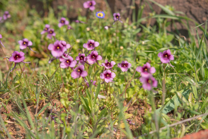 Bokkeveld Twinspur (Diascia whiteheadii)